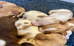 Cocker Spaniel dogs for sale: 4⭐️Licensed KC Reg English Show Cocker Spaniel - Image 30