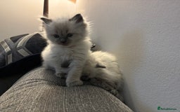 Ragdoll cats for sale: Ragdoll - Pedigree  - Image 23