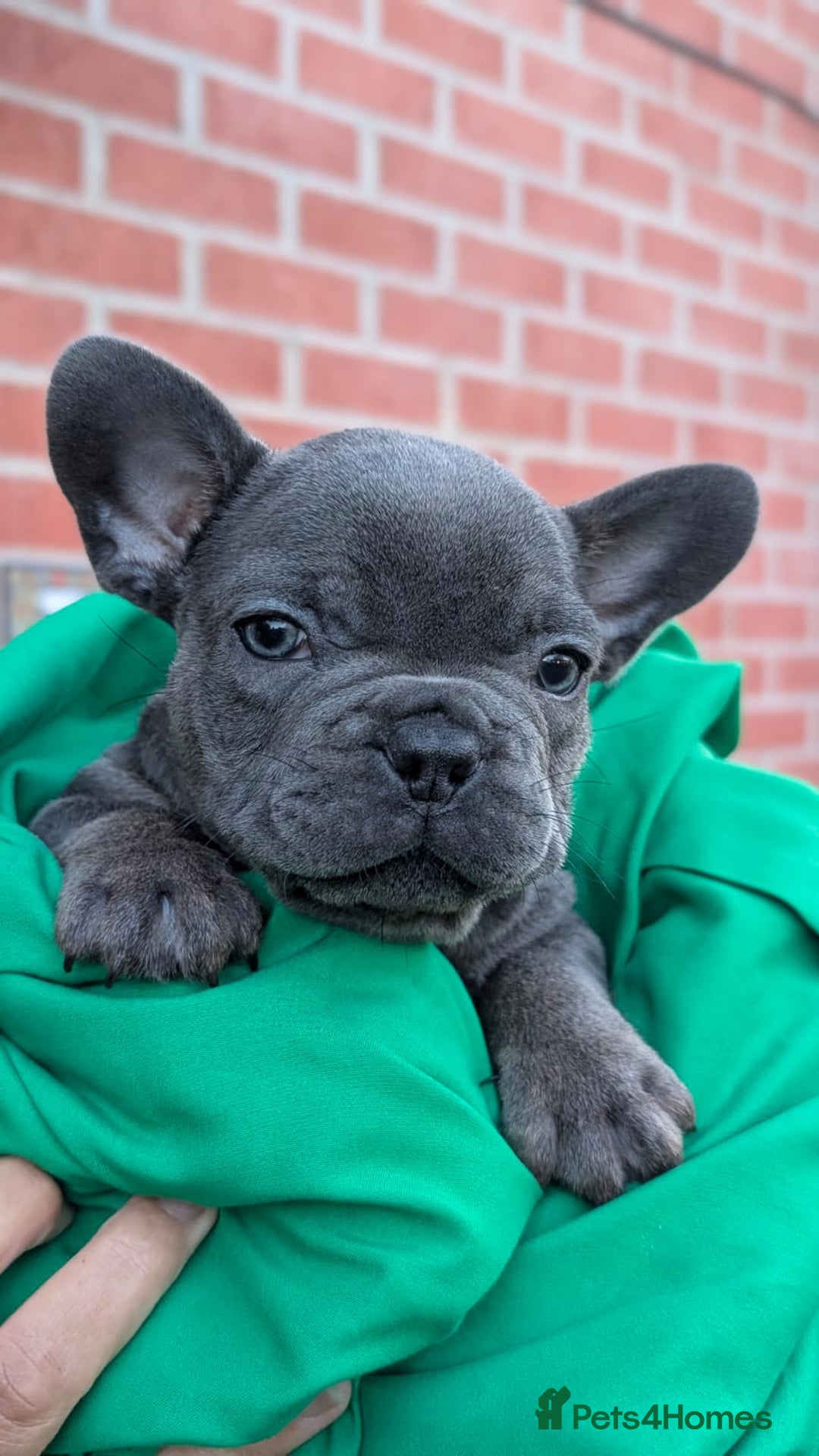 French Bulldog dogs for sale: Stunning French bulldog puppies 🐕 - Image 9