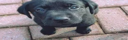 Labrador Retriever dogs for sale: !!Chunky Labrador Pupps in Bath - Advert 8