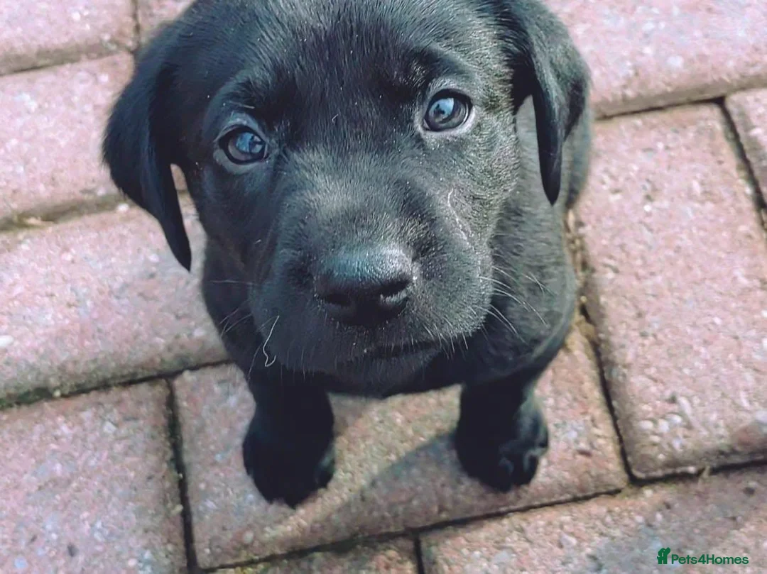 Labrador Retriever dogs for sale: !!Chunky Labrador Pupps in Bath - Advert 8