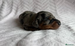 Miniature Dachshund dogs for sale: 🏆Champion Show Lines Kc Miniature Dachshunds 🏆 - Image 6