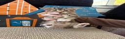 Mixed Breed cats for sale: Beautiful tabby kittens for sale  in Brighton - Advert 15