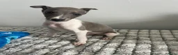 Whippet dogs for sale: Beautiful letter of pedigree whippets   - Advert 6