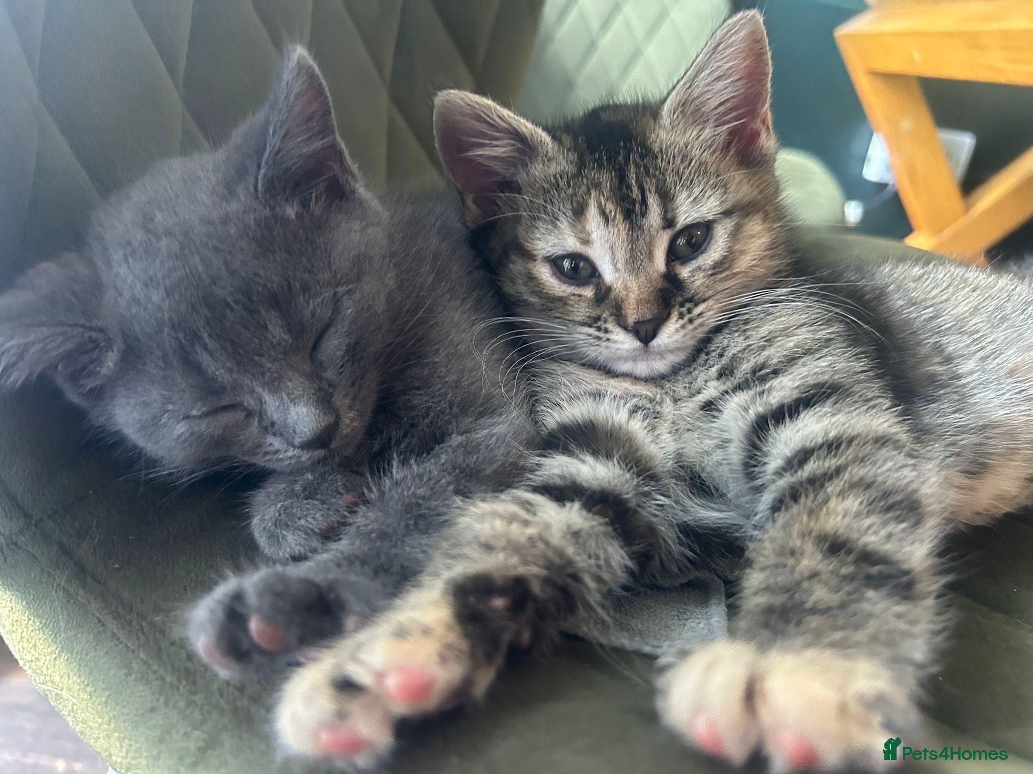 Mixed Breed cats British shorthair x bengal  - Advert 6