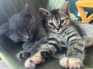 Mixed Breed cats British shorthair x bengal - Advert 6