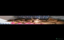Abyssinian cats for sale: Adorable Abyssinian Kittens - Image 12