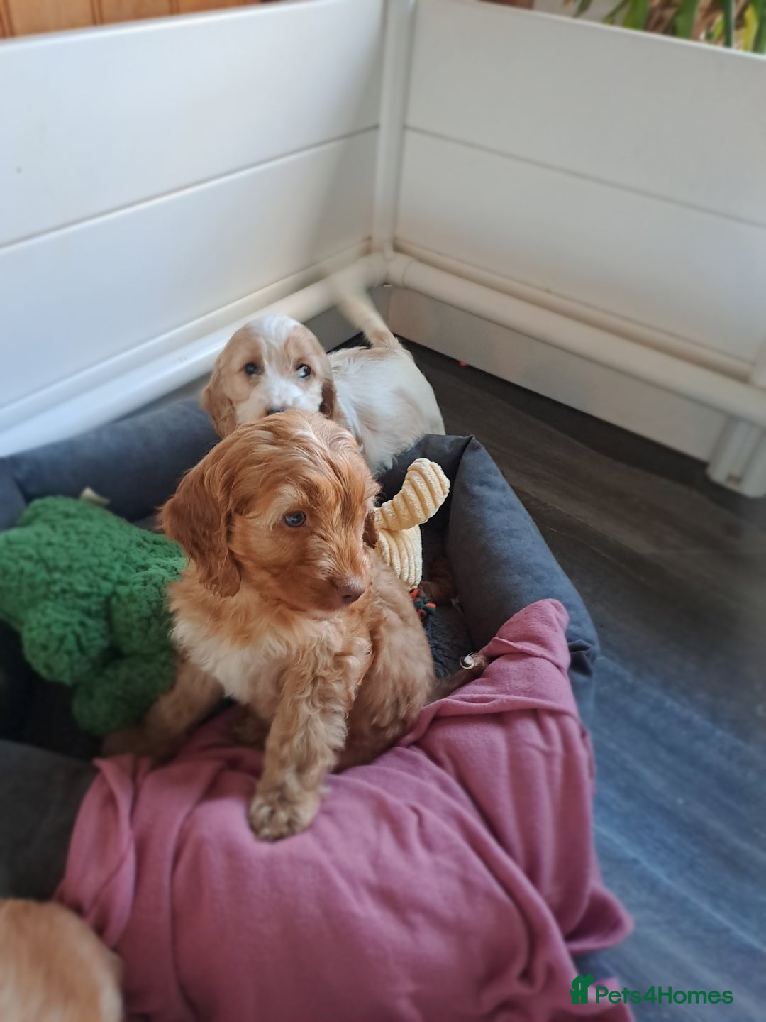 Cockapoo dogs for sale: Cockapoo puppies - Image 8