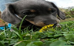 Dachshund dogs for sale: Dachshund puppies  - Image 16