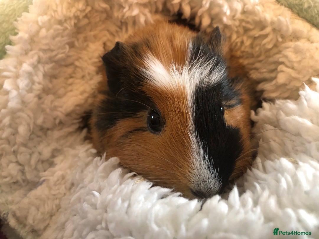 Guinea Pig rodents for sale: 2 gorgeous female Guinea pigs Blossom&Pumpkin - Advert 1