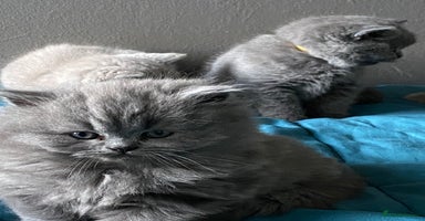 British Shorthair cats GCCF reg British Shorthair and Longhair Kitten’s  - Advert 4