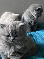 British Shorthair cats GCCF reg British Shorthair and Longhair Kitten’s - Advert 4