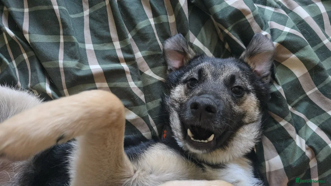 Mixed Breed dogs for adoption: Rocky for adoption in Hastings - Advert 2