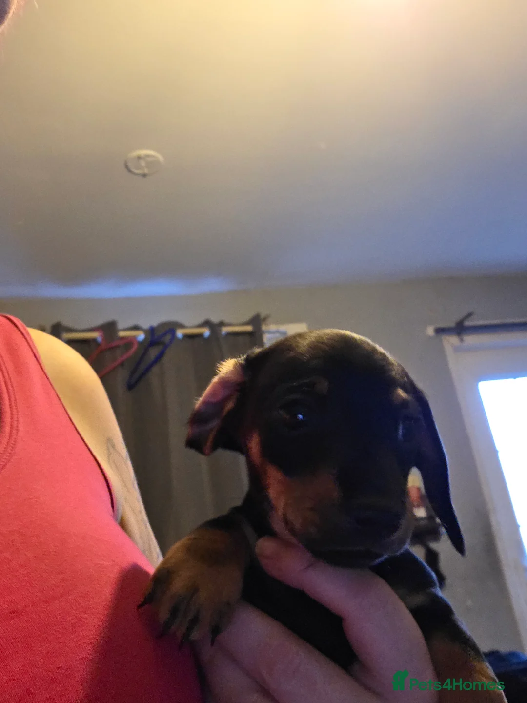 Dachshund dogs for sale: Smooth miniature dachshund boy for sale  - Advert 4