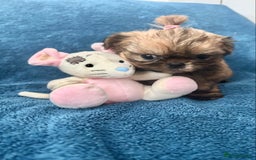 Shih Tzu dogs for sale: Beautiful Shih-zu puppies mixed colours ready soon - Image 7