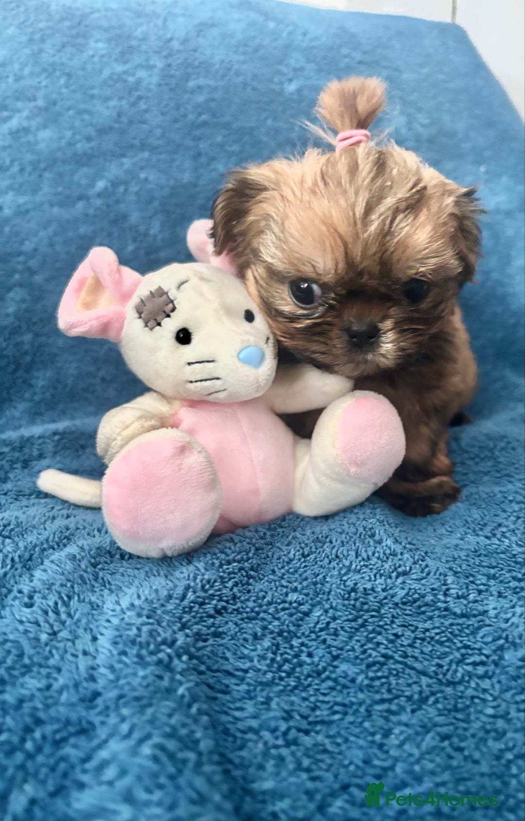 Shih Tzu dogs for sale: Beautiful Shih-zu puppies mixed colours ready soon - Image 7