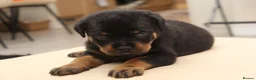 Rottweiler dogs for sale: Exceptional KC Pedigree Rottweilers - Advert 13