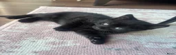 Mixed Breed cats for sale:  3 BEAUTIFUL LITTLE GIRLS! 💕 - Advert 6