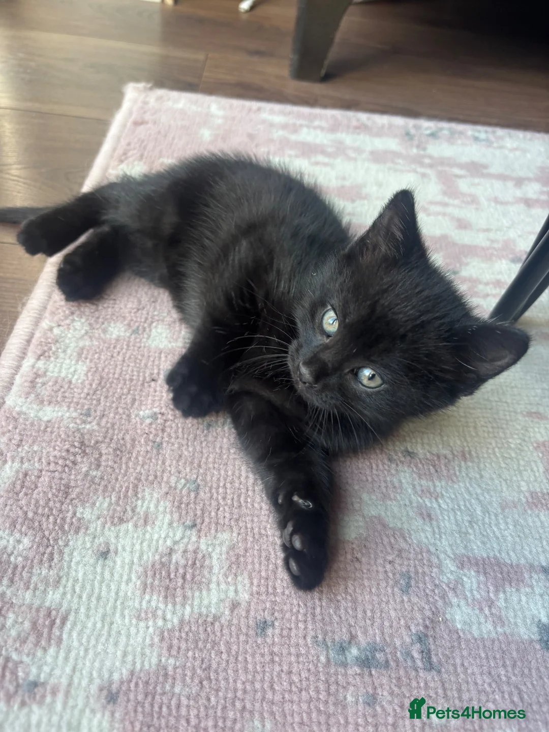 Mixed Breed cats for sale:  3 BEAUTIFUL LITTLE GIRLS! 💕 - Advert 6