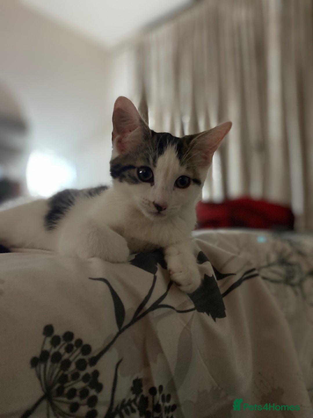 Mixed Breed cats for sale: Beautiful cat half breed (female) - Advert 13