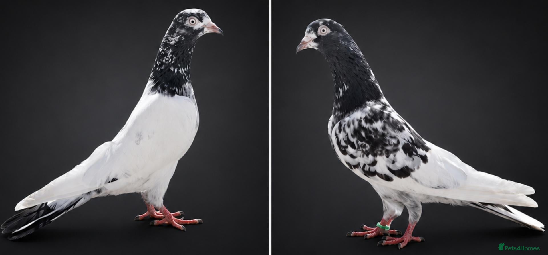 Pigeons birds Pakistani Teddy-Sakhi Pigeons - Advert 2