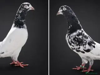Pigeons birds Pakistani Teddy-Sakhi Pigeons - Advert 1