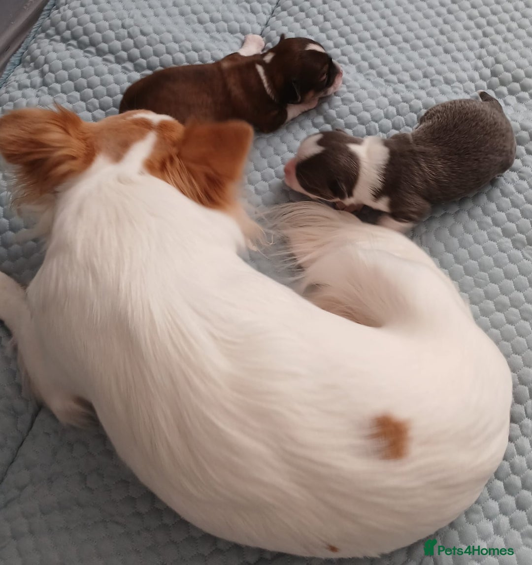 Chihuahua dogs for sale: Excellent pedigree long haired chihuahuas  - Advert 1