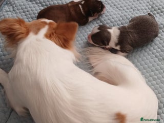 Chihuahua dogs Excellent pedigree long haired chihuahuas - Advert 6