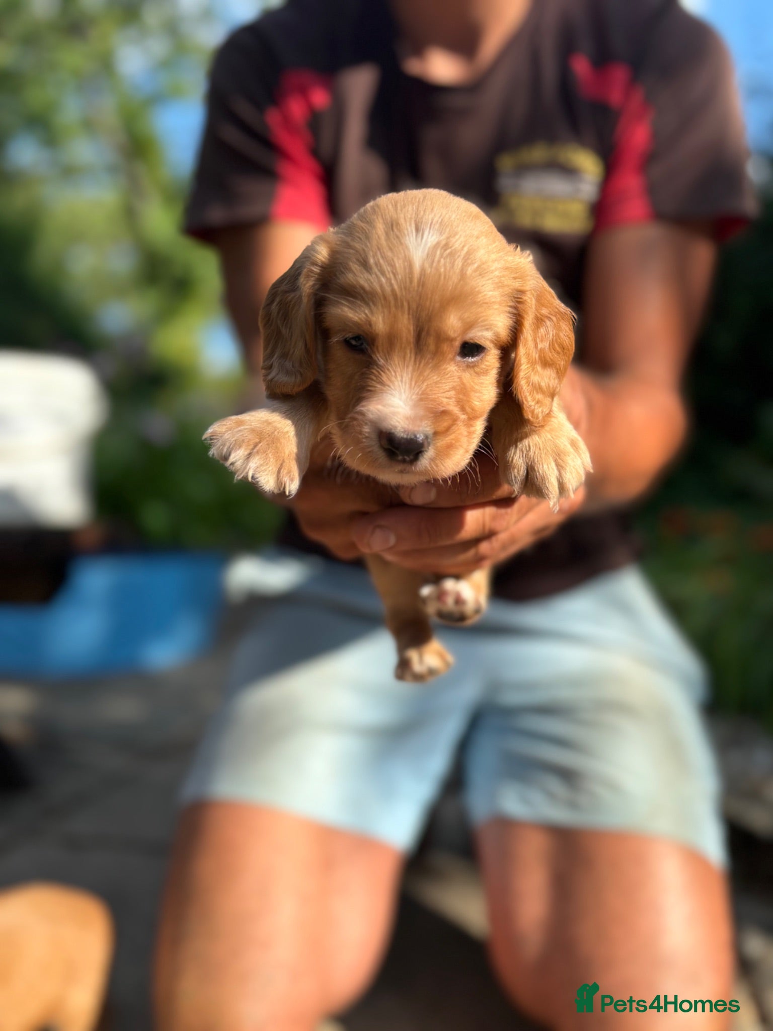 Cocker Spaniel dogs KC KC working cocker spaniel puppies £1500 ono  - Advert 1