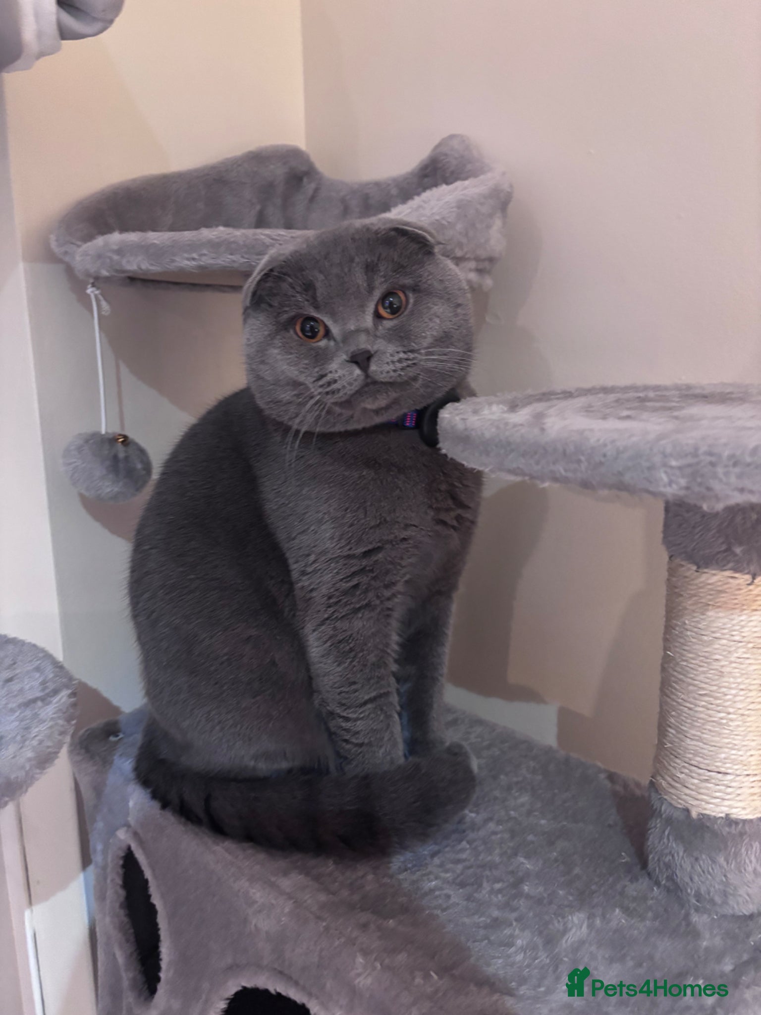 Scottish Fold cats Blue Scottish fold available for stud  - Advert 1