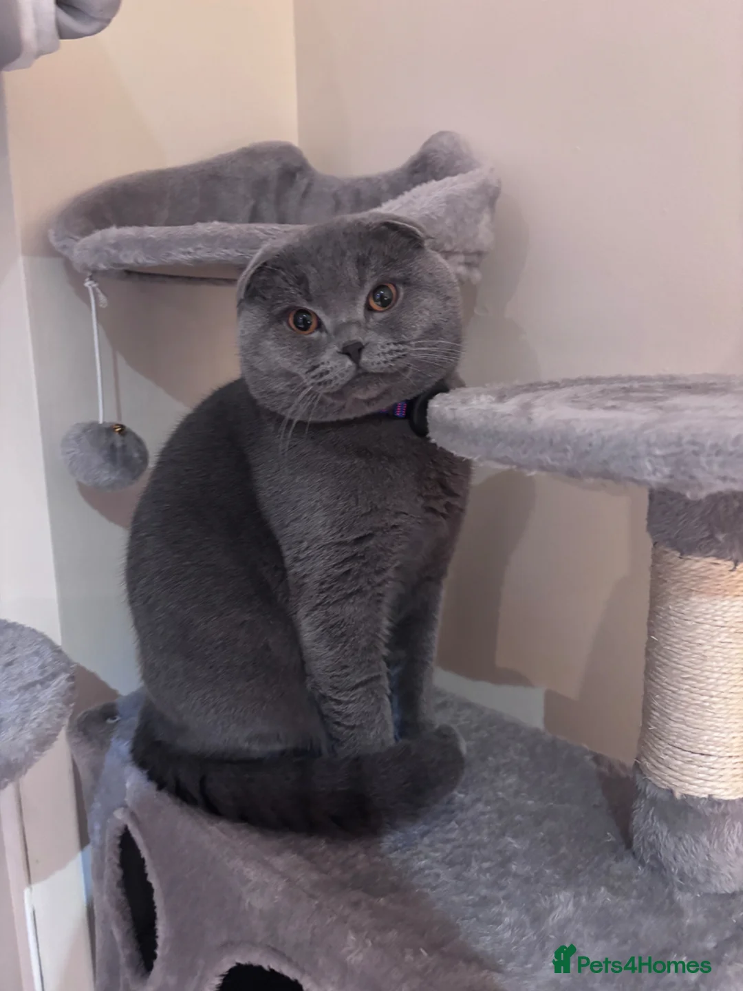 Scottish Fold cats for stud: Blue Scottish fold available for stud  - Advert 1