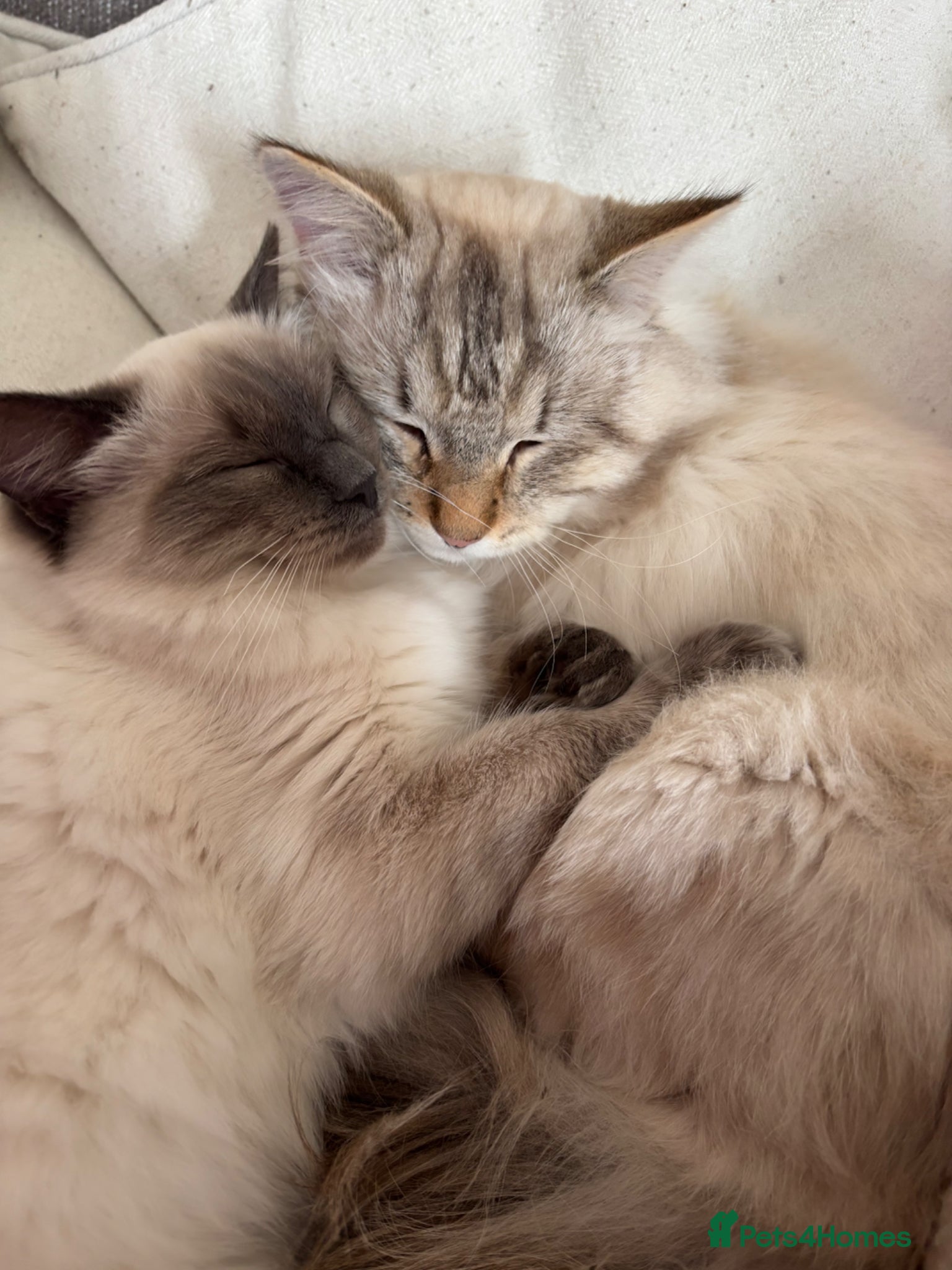Mixed Breed cats Ragdoll x Siberian Neva Masquerade Kittens - Advert 11
