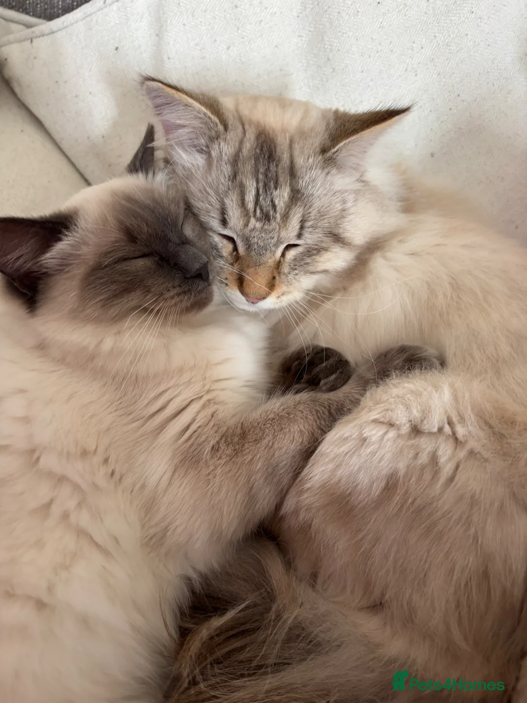 Mixed Breed cats for sale: Ragdoll x Siberian Neva Masquerade Kittens in Truro - Advert 1