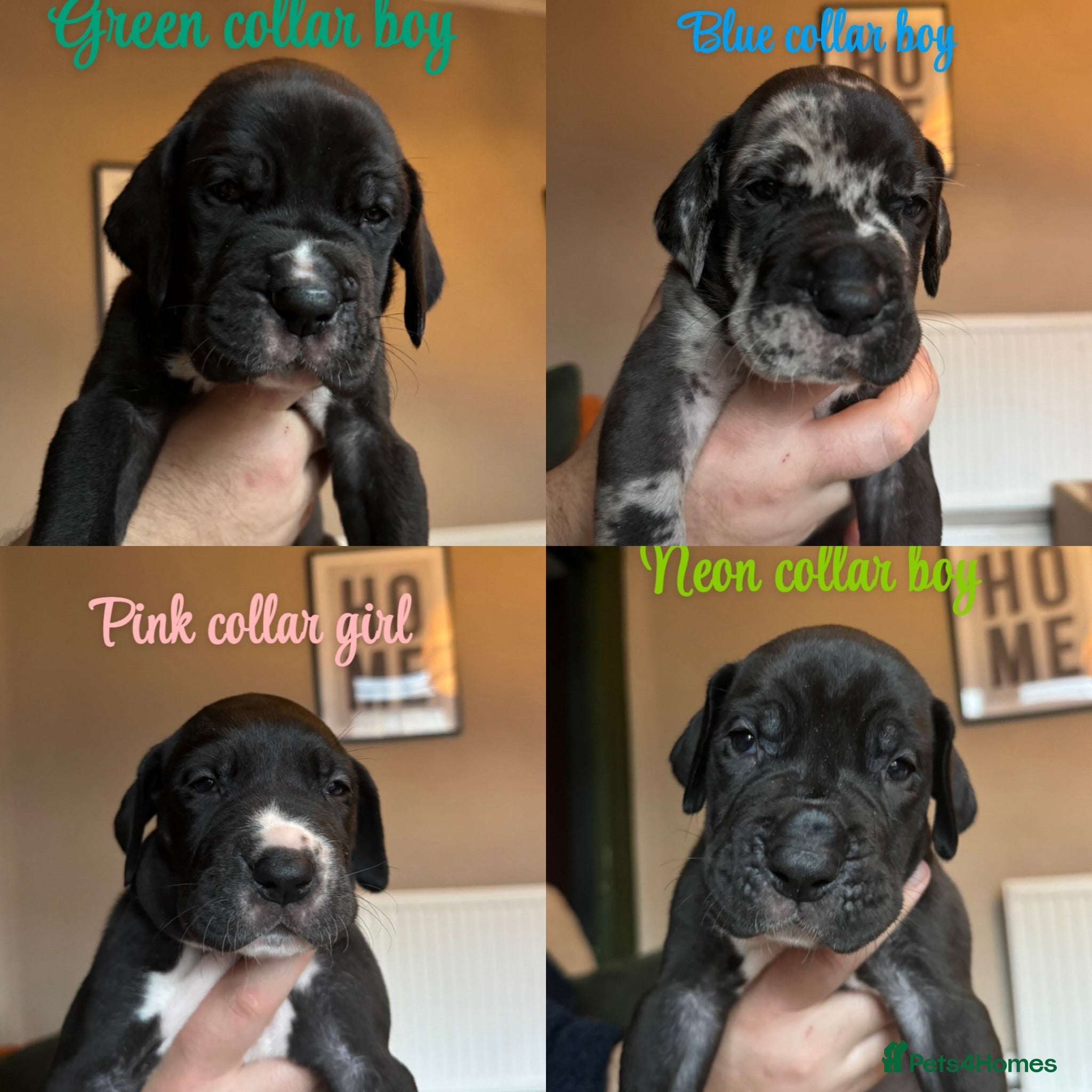 Great Dane dogs KC registered Great Dane pups - Advert 4