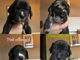 Great Dane dogs KC registered Great Dane pups - Advert 4