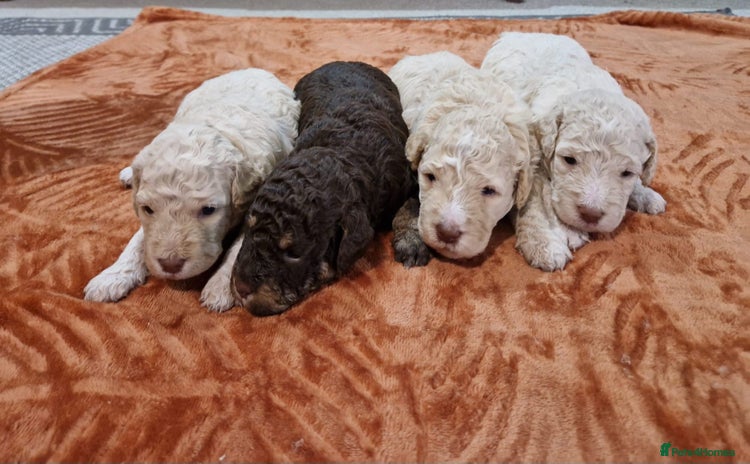 Lagotto Romagnolo dogs - Advert 1