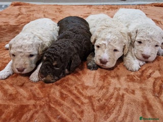 Lagotto Romagnolo dogs Lagotto Romagnolo Puppies - Advert 2