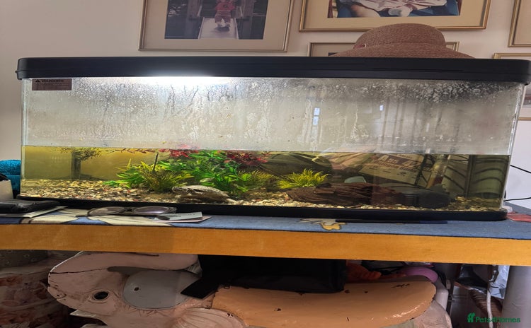 Terrapin reptiles - Advert 3