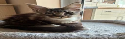 Maine Coon cats for sale: Only 1 boy left - Advert 3
