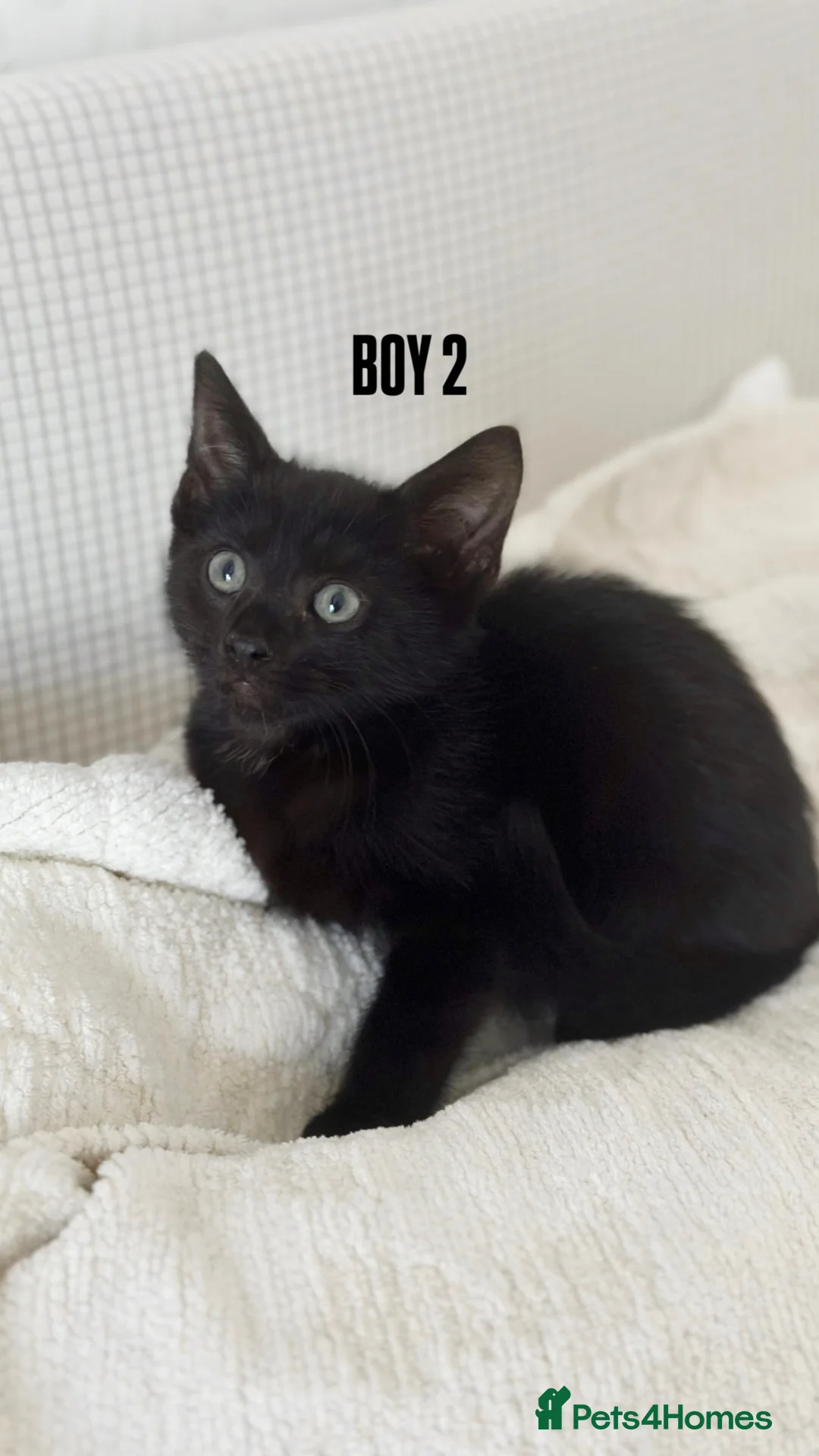 Mixed Breed cats for sale: MIXED KITTENS - TORTOISESHELL, WHITE & BLACK!   - Advert 6