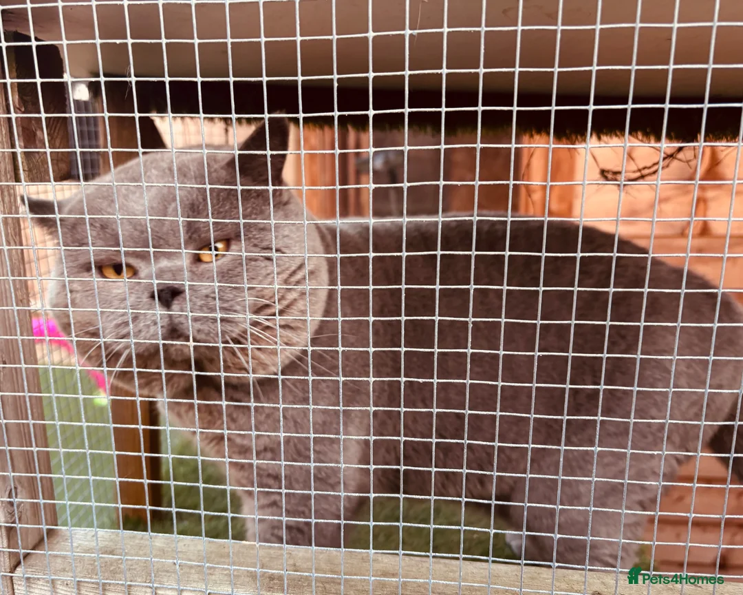British Shorthair cats for stud: ONE TIME ONLY KOLINGA BOY OPEN TO STUD - Advert 3