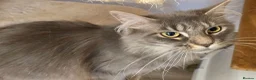 Maine Coon cats for sale: 2 adult female maine coon cats  in Exeter - Advert 5