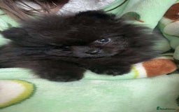 Pomeranian dogs for sale: Stunning KC reg Pomeranians  - Image 18