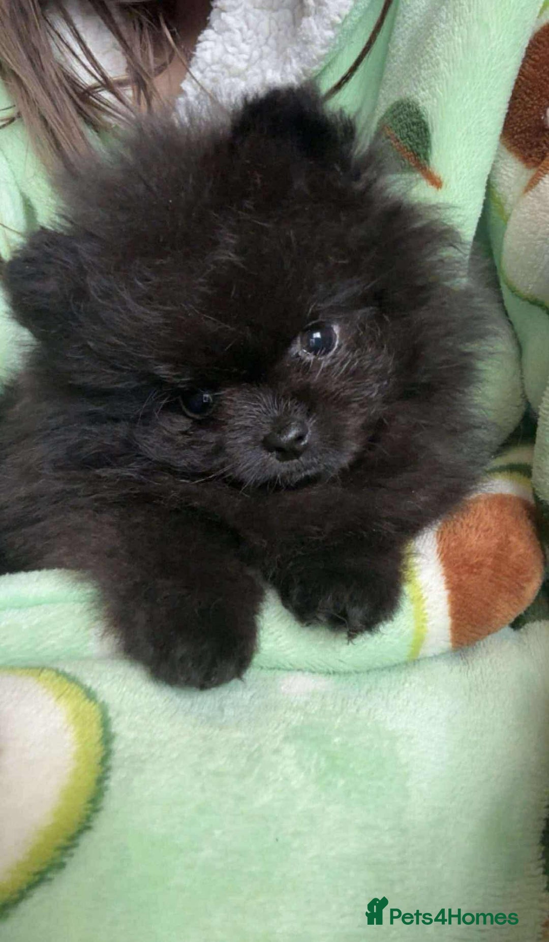 Pomeranian dogs for sale: Stunning KC reg Pomeranians  - Image 18