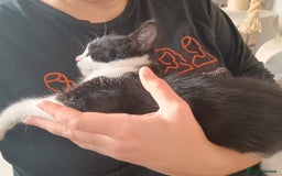 Mixed Breed cats for sale: Tortico Bengal mix female kitten 3 months old  - Image 9