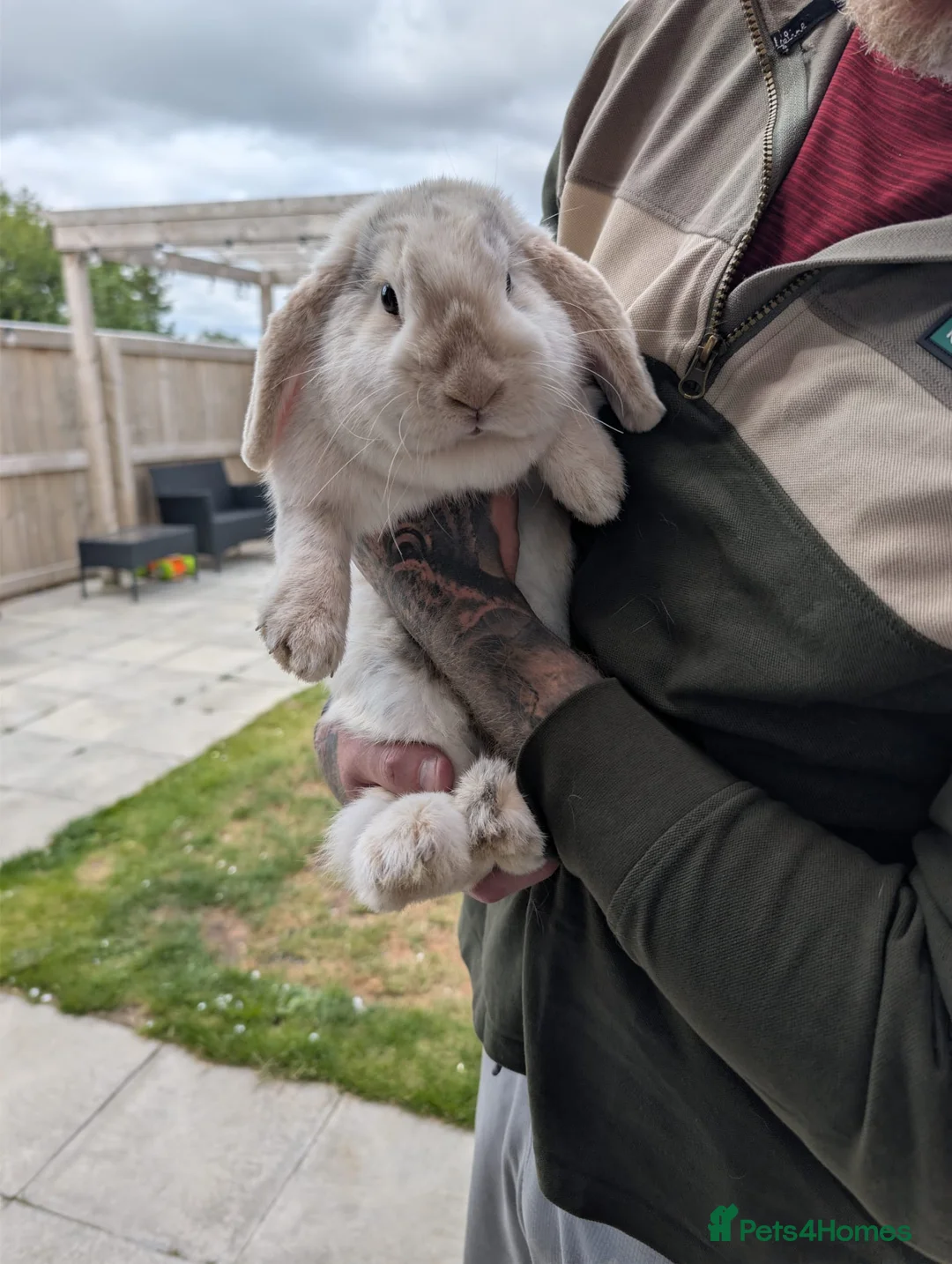 Mini Lop rabbits for sale: 18 month old Mini Lop in Jarrow - Advert 2