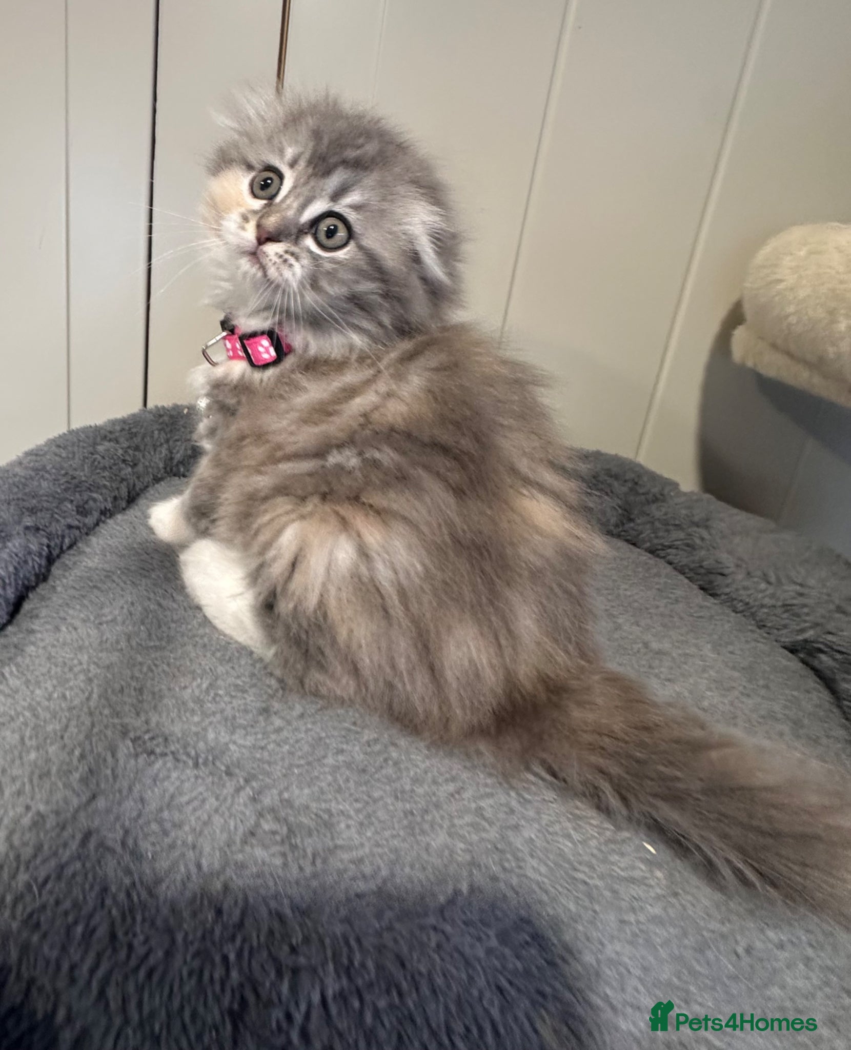 Scottish Fold cats Last Girl - Gorgeous Scottish Fold/Ragdoll  - Advert 15