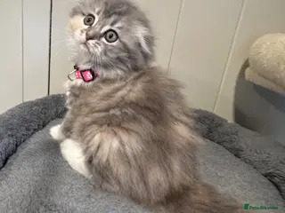Scottish Fold cats Last Girl - Gorgeous Scottish Fold/Ragdoll - Advert 15