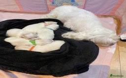 Maltese dogs for sale: Gorgeous pure white Maltese puppies! - Image 11