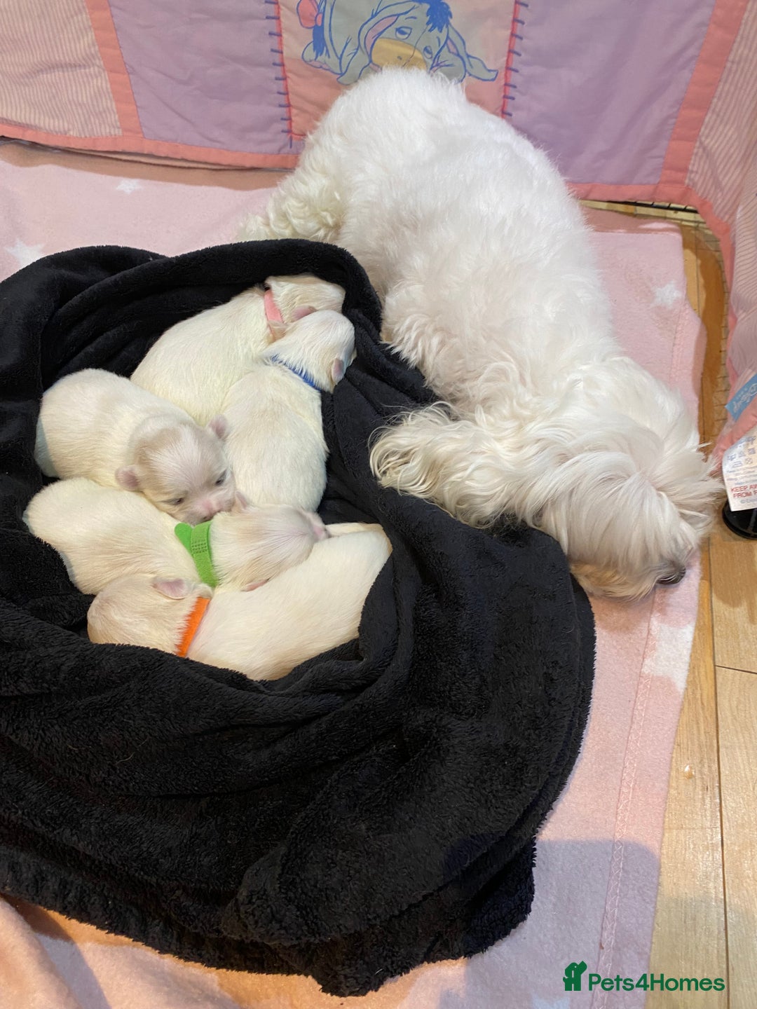 Maltese dogs for sale: Gorgeous pure white Maltese puppies! - Image 11